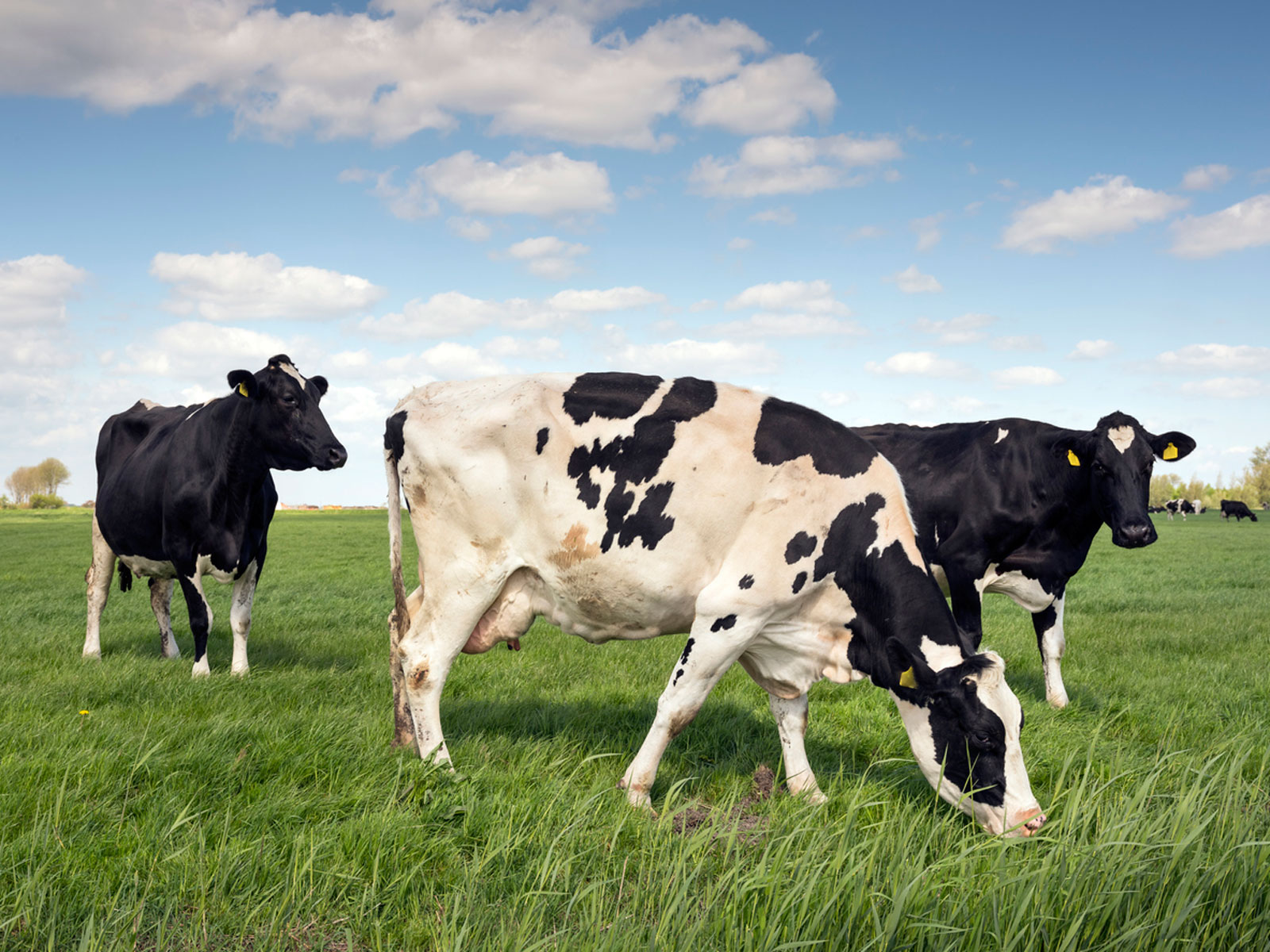 MANURE PROCESSING