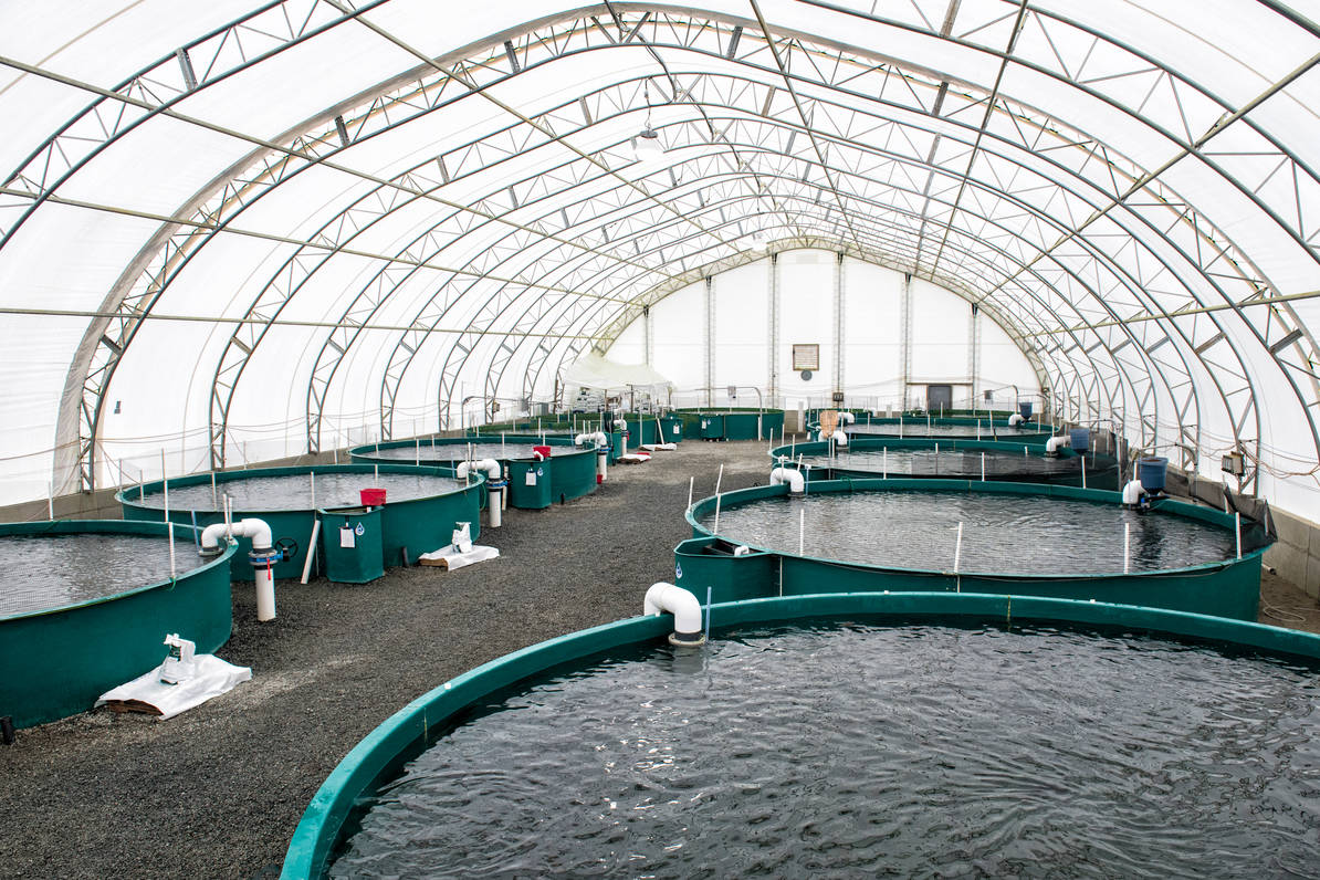 LIVESTOCK AND FISH FARMING